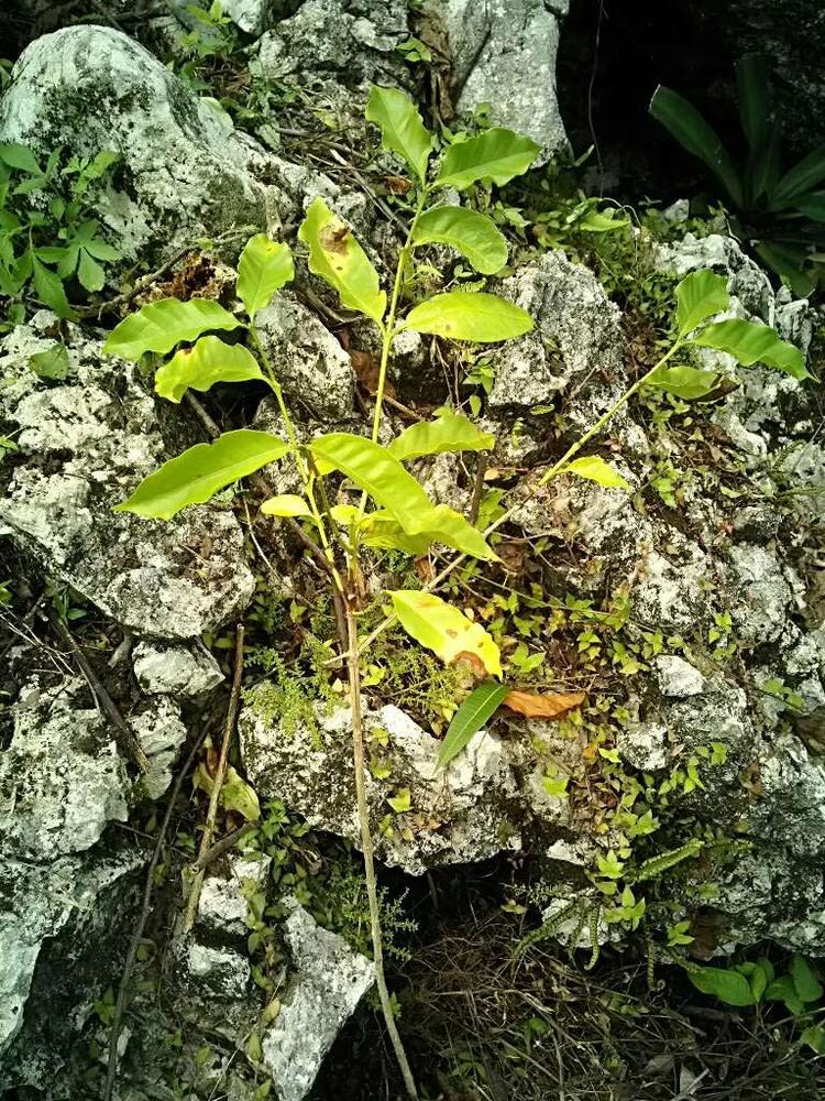 tree image