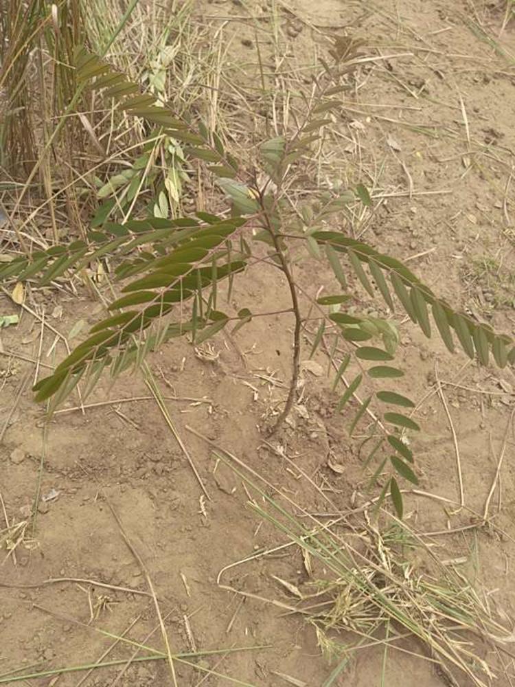 tree image