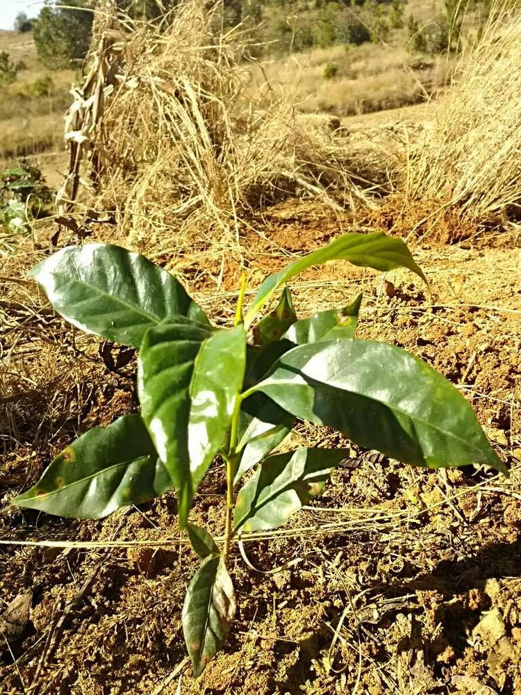 tree image