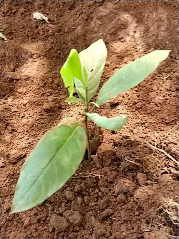 tree image