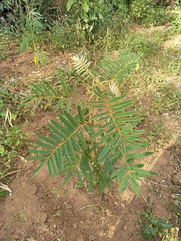 tree image