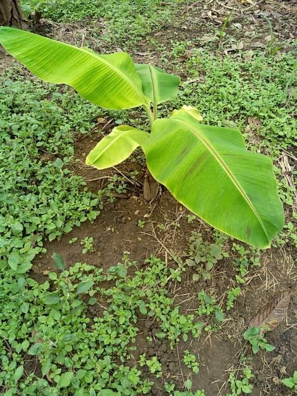 tree image