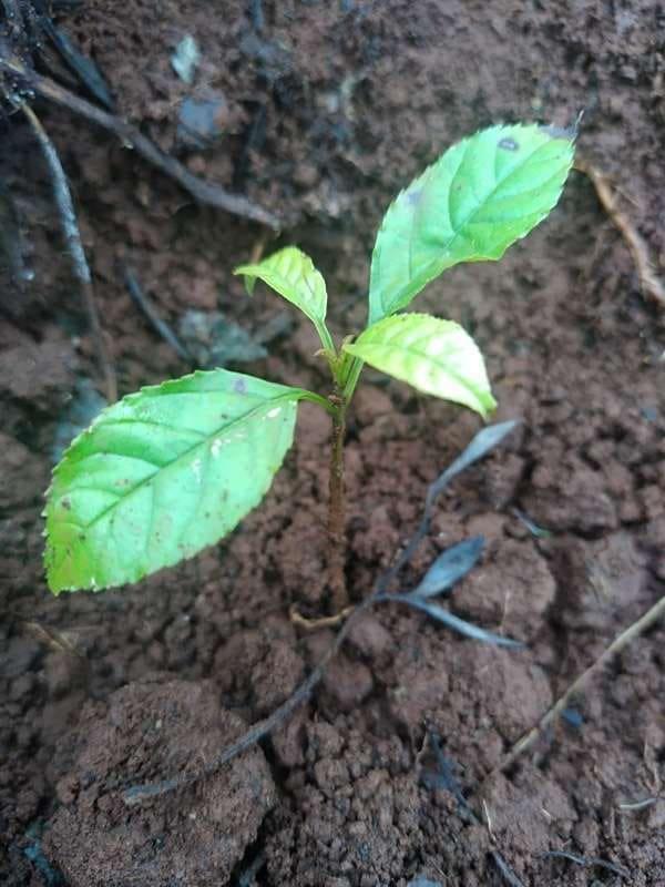 tree image