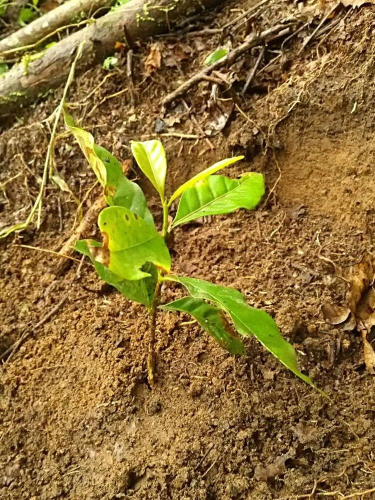 tree image
