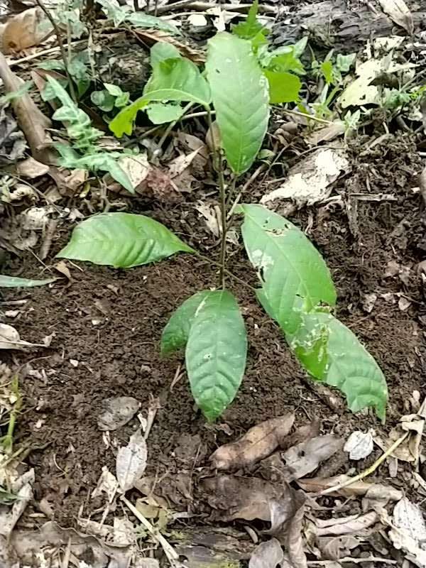 tree image