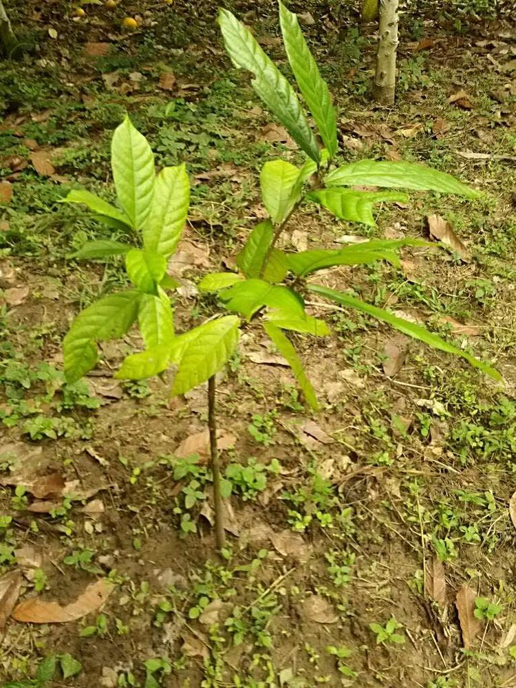 tree image