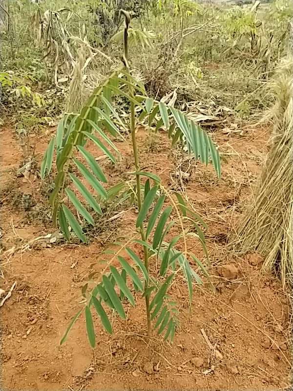 tree image