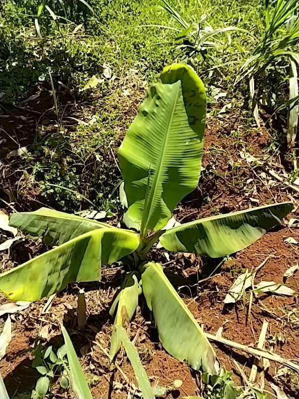 tree image