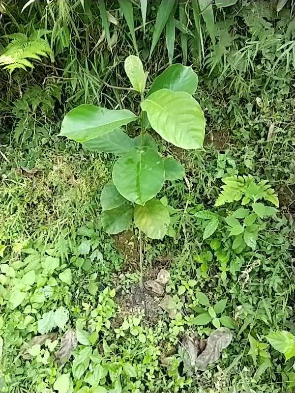 tree image