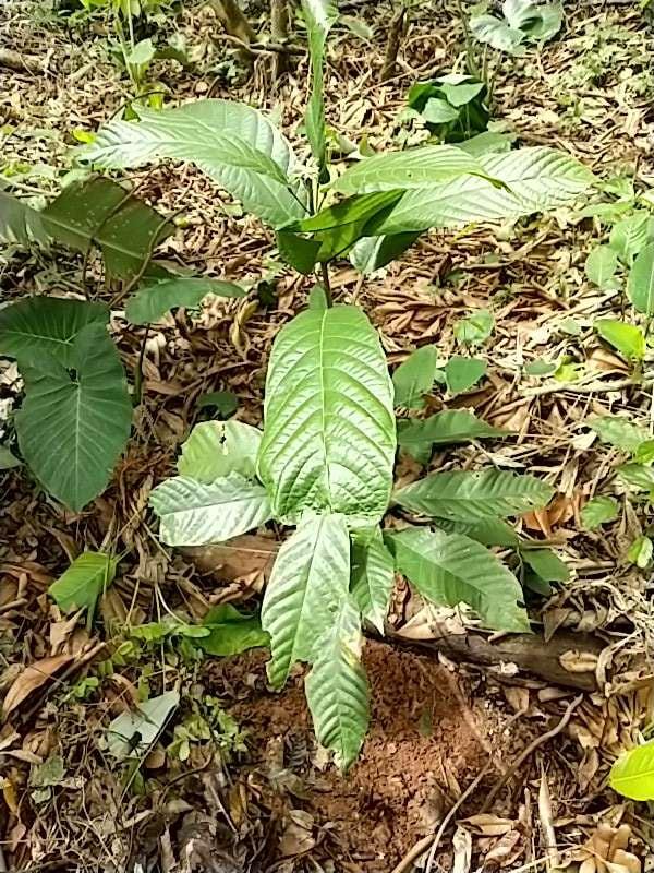 tree image