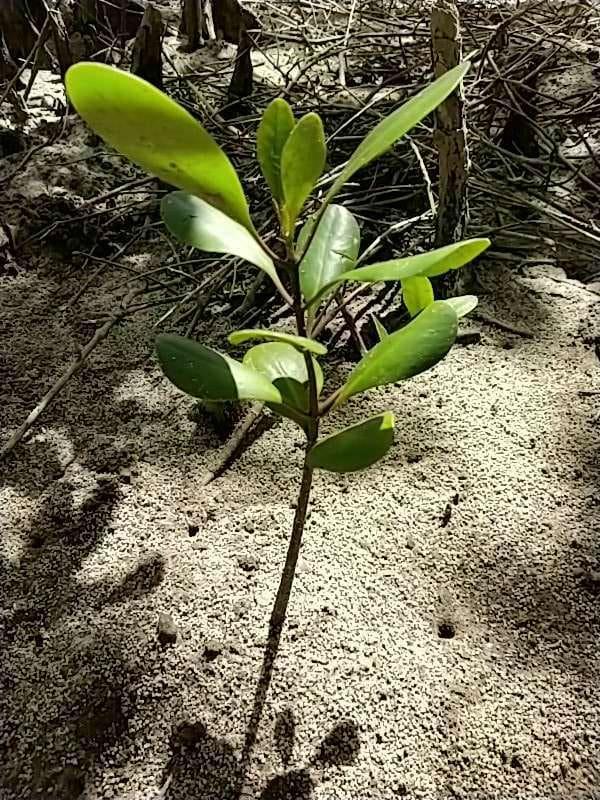 tree image