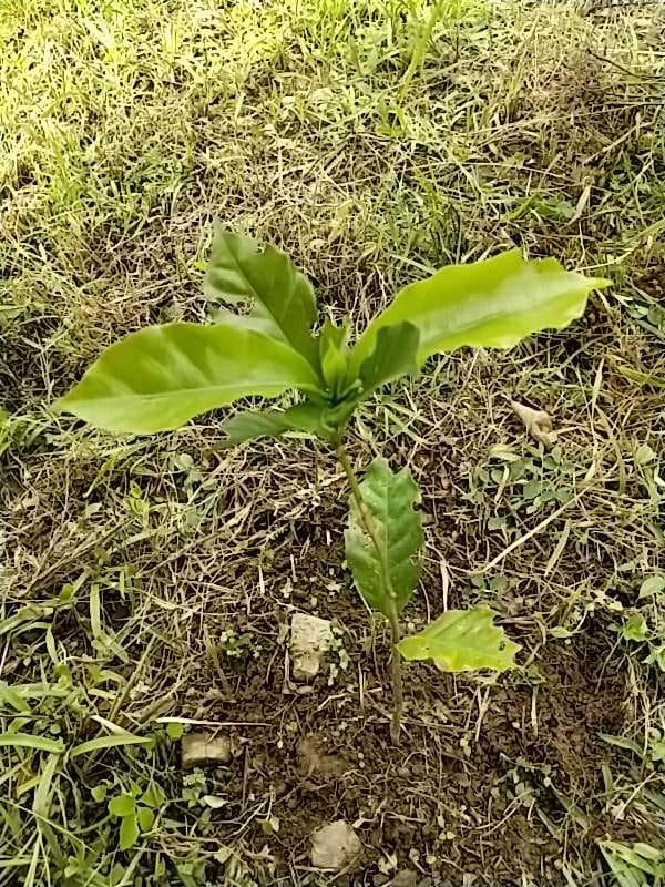tree image