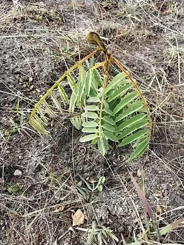 tree image