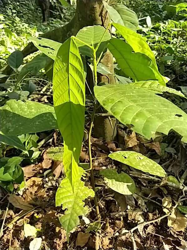 tree image