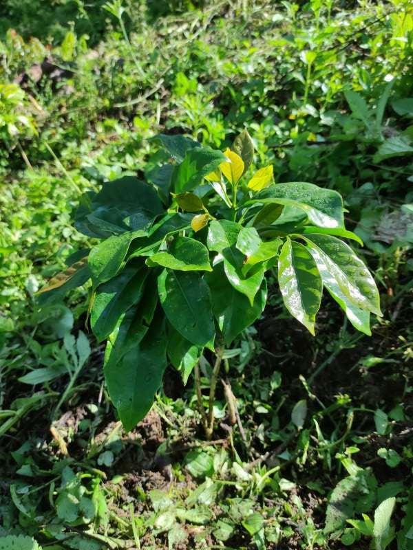tree image