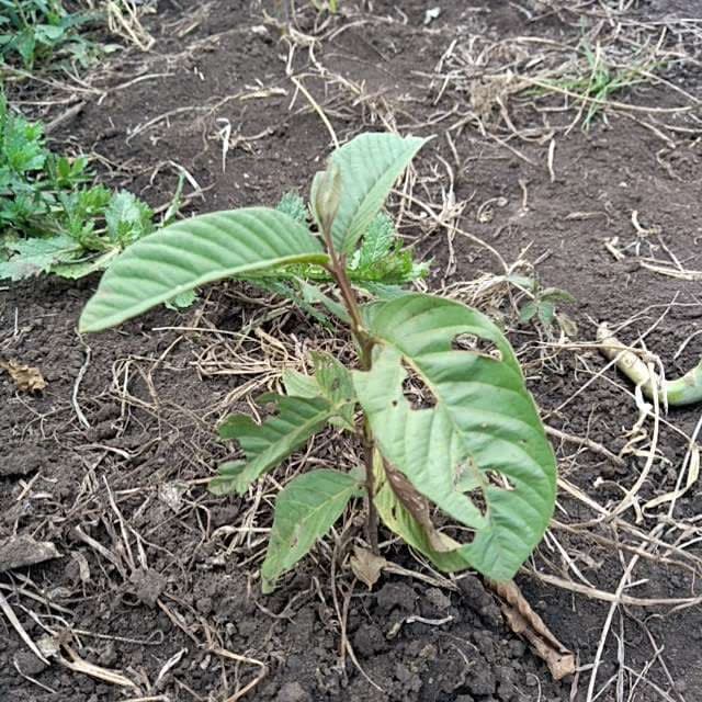 tree image
