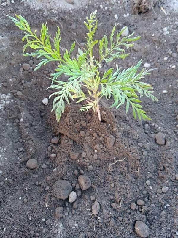 tree image