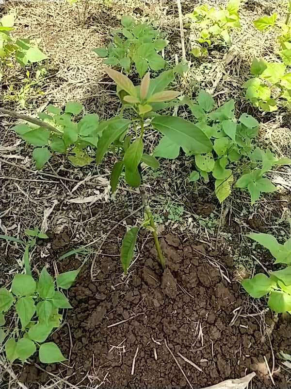 tree image