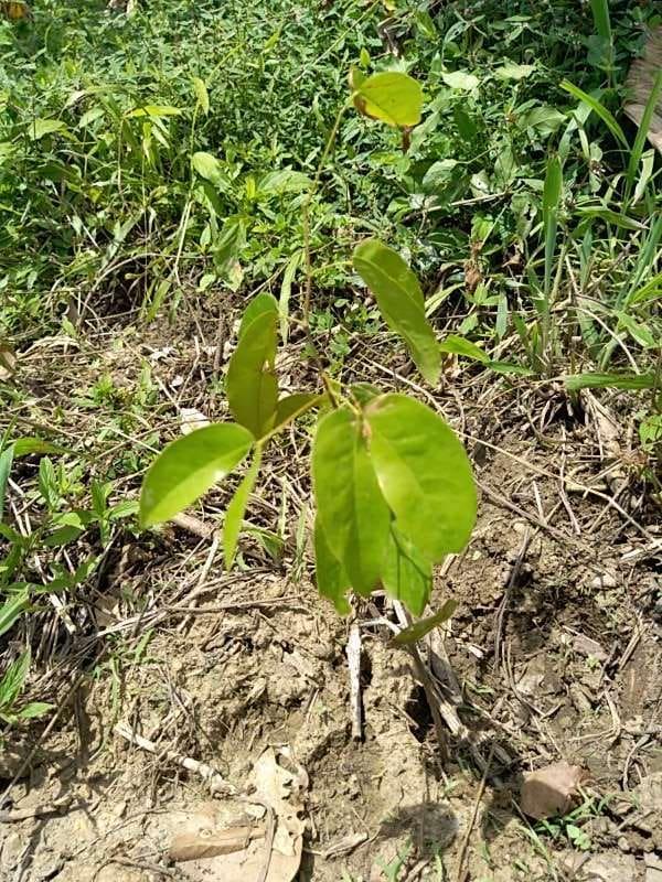 tree image