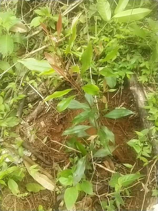 tree image
