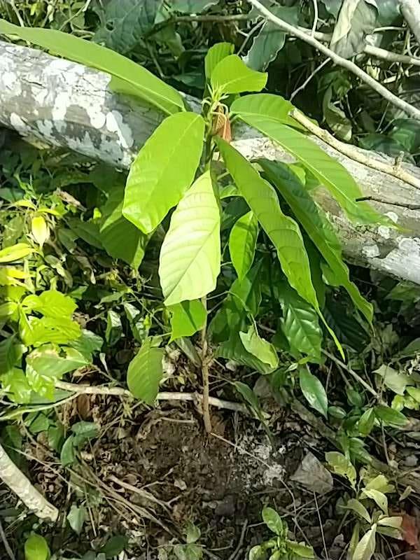 tree image
