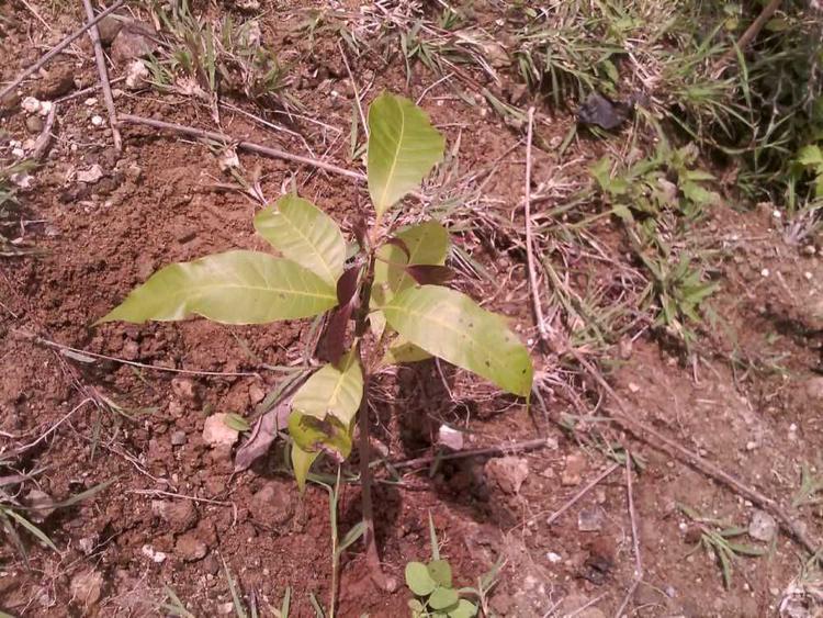 tree image