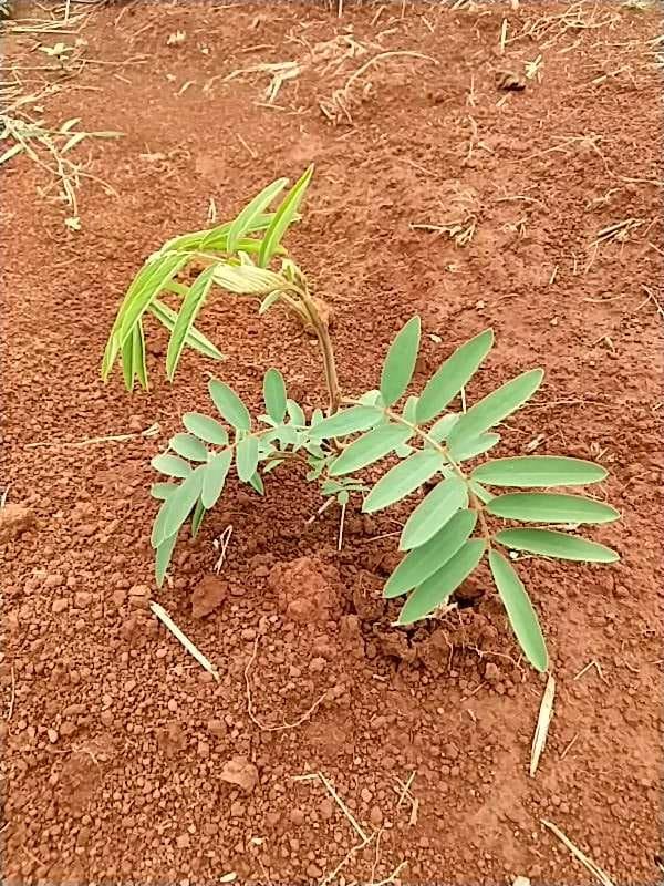 tree image