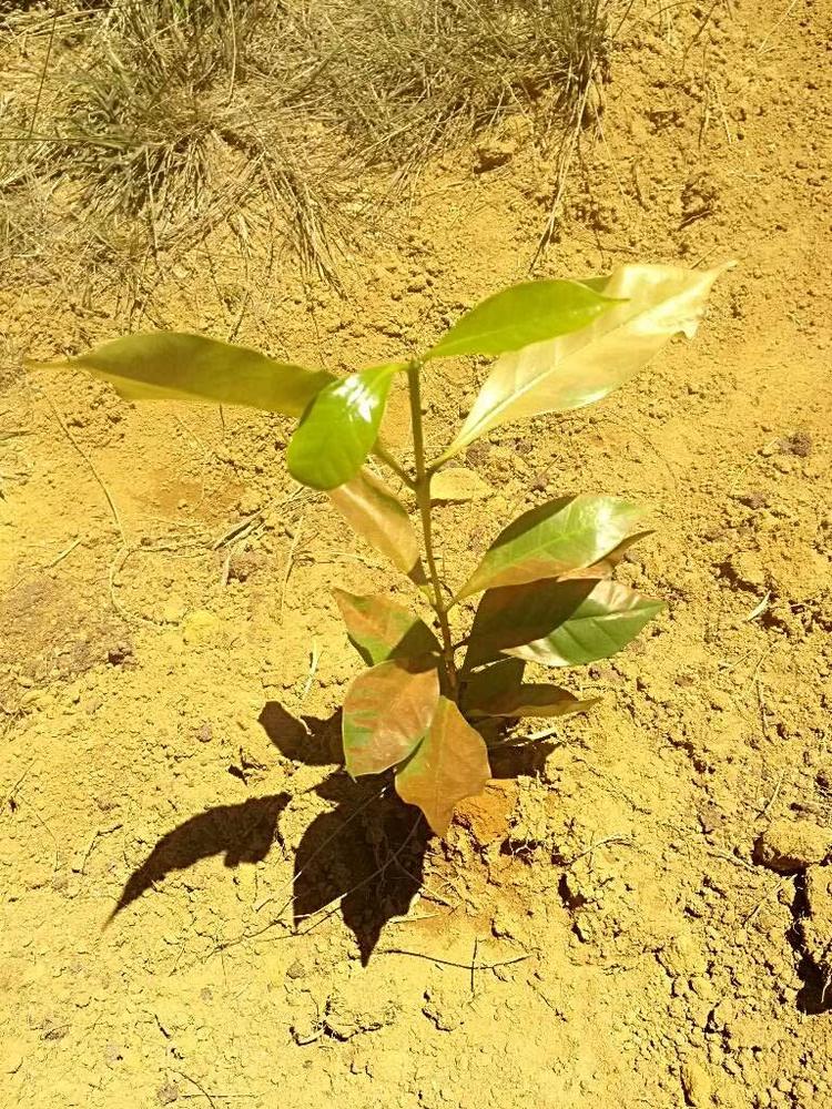 tree image