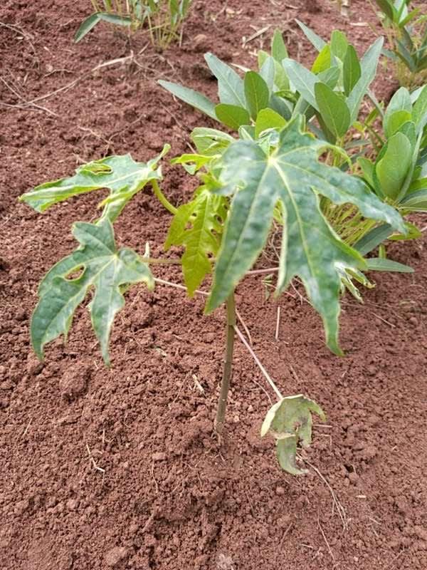 tree image