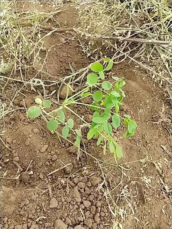 tree image