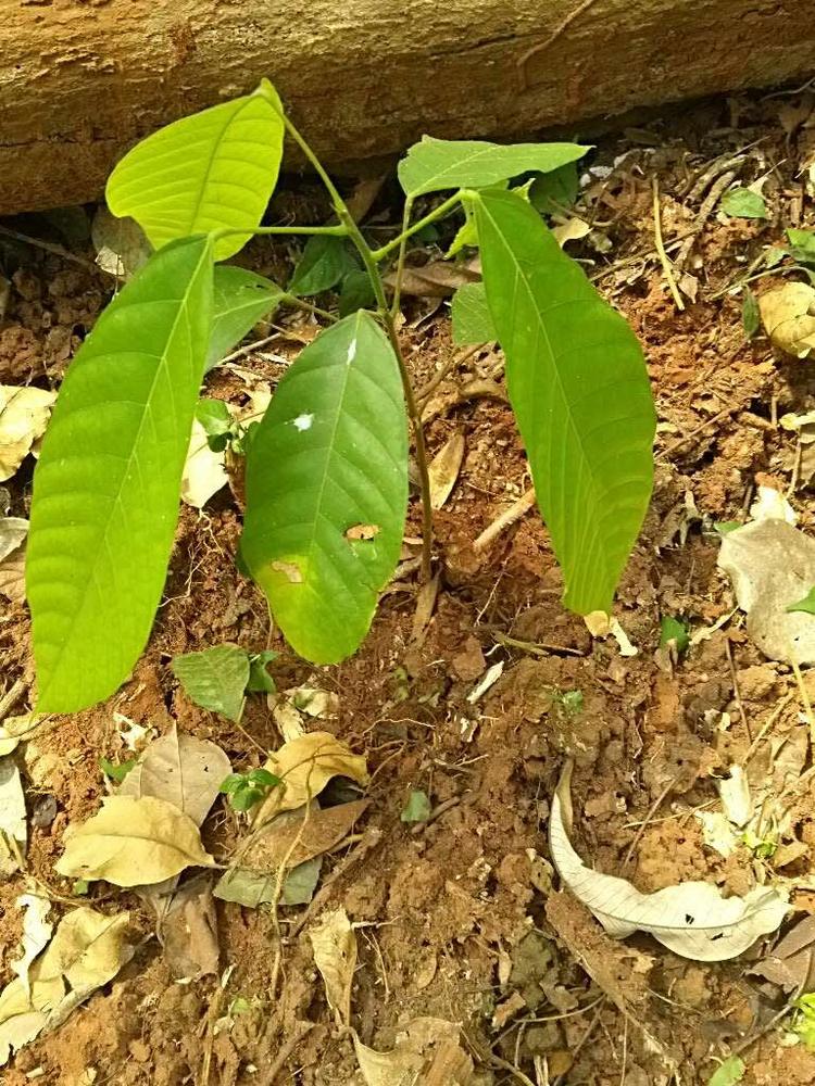 tree image