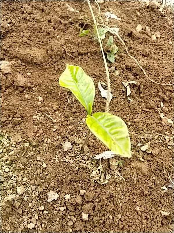 tree image