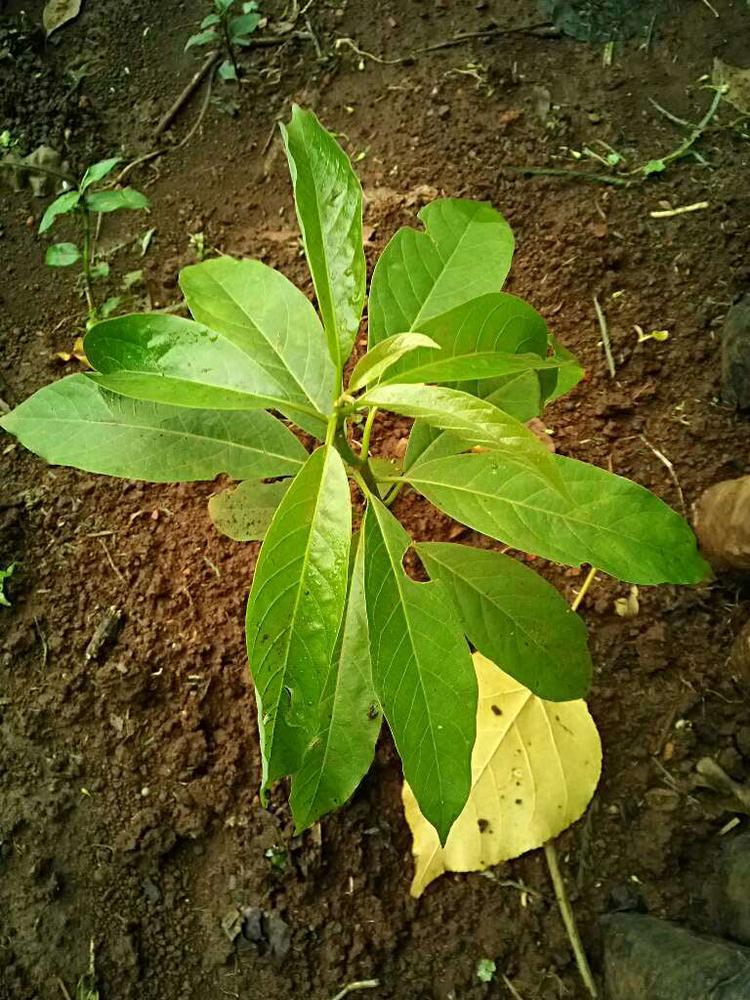 tree image