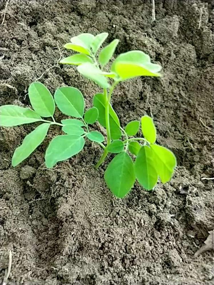 tree image
