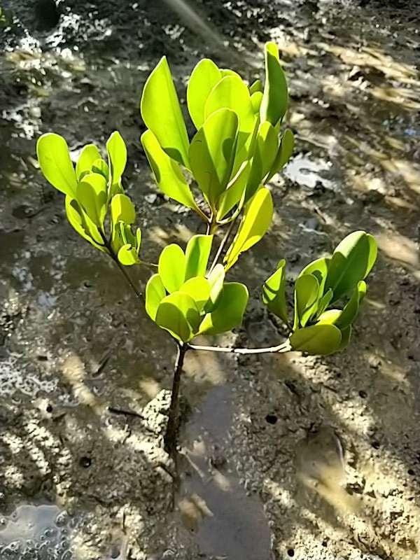 tree image