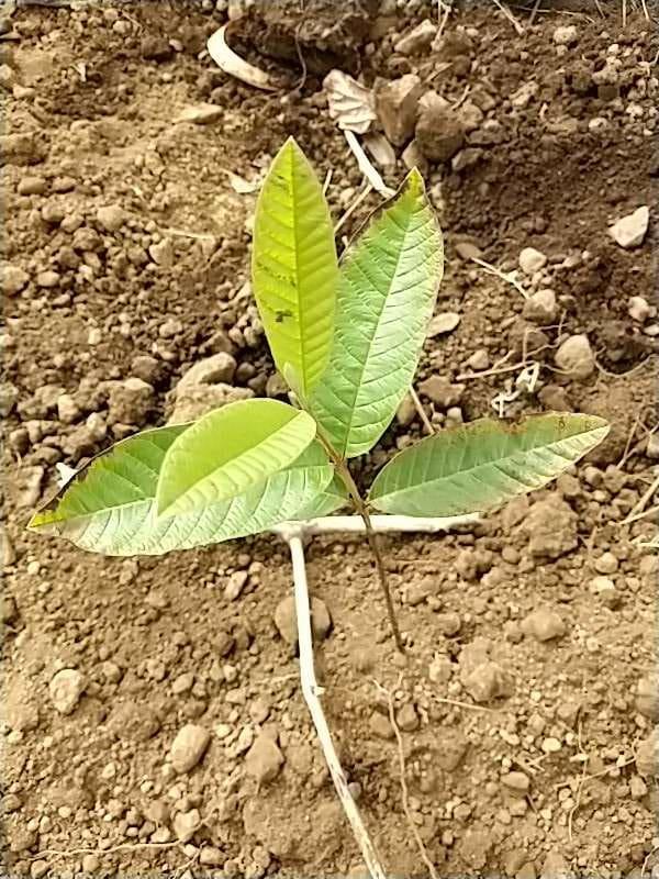 tree image