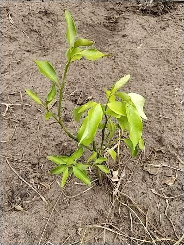 tree image