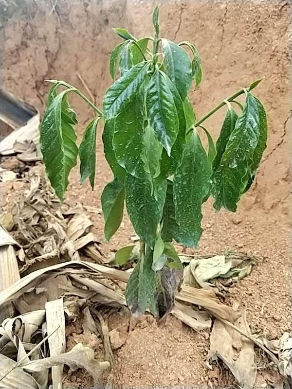 tree image
