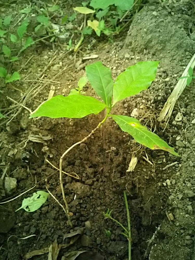 tree image