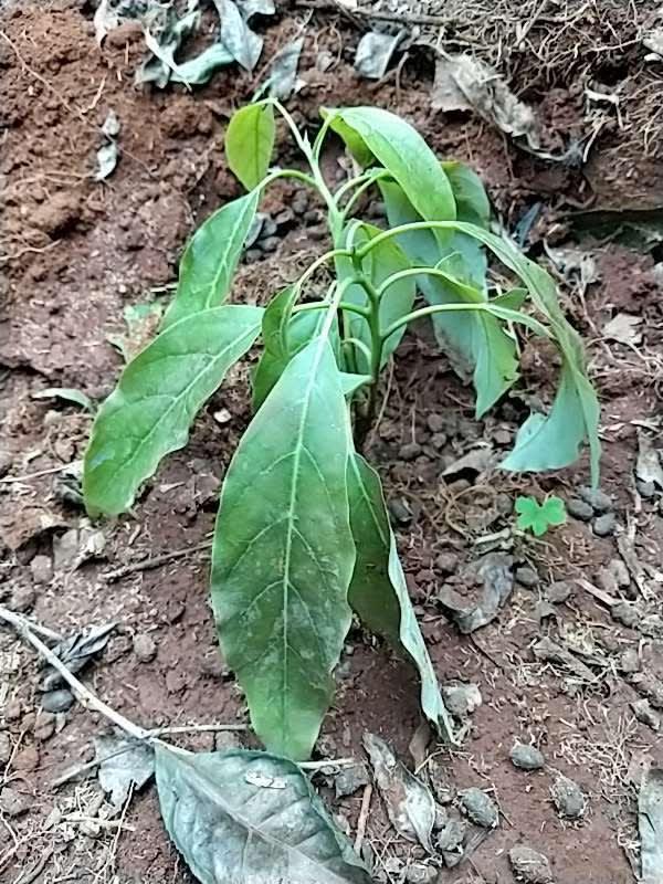 tree image