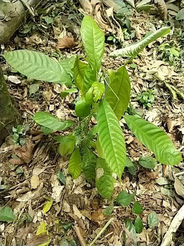 tree image