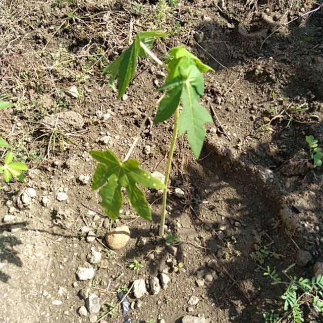 tree image
