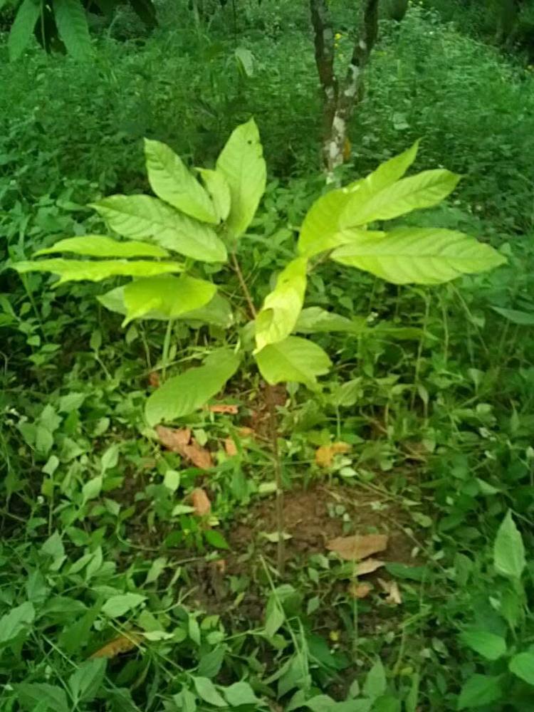 tree image