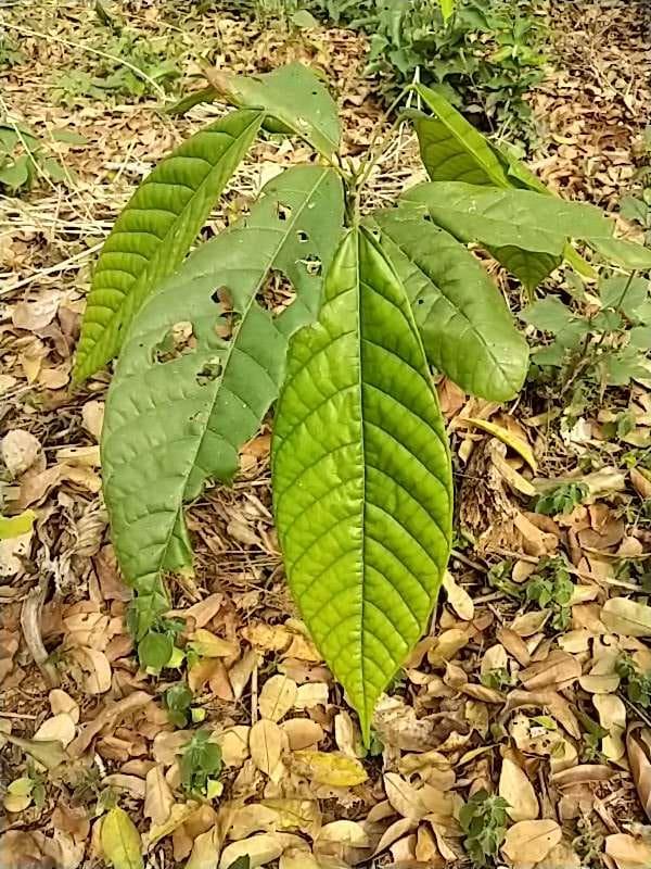 tree image
