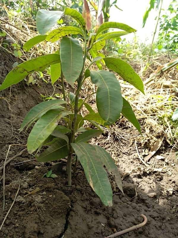 tree image