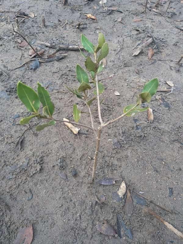 tree image