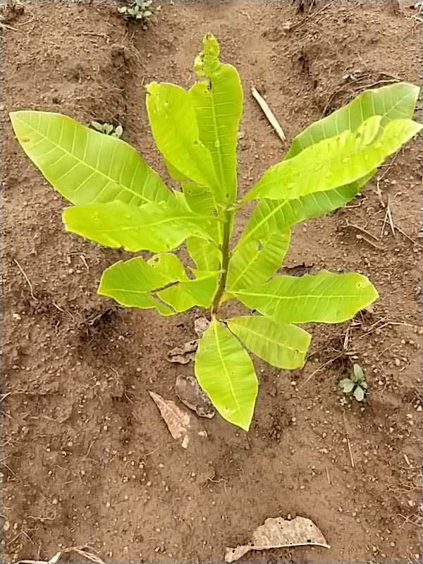 tree image