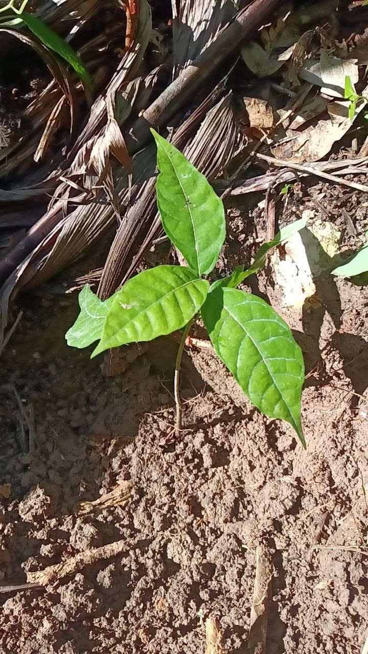tree image