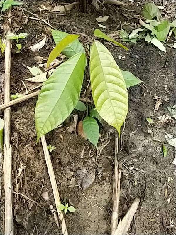 tree image