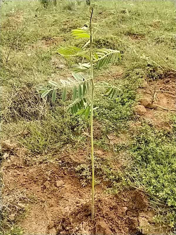tree image